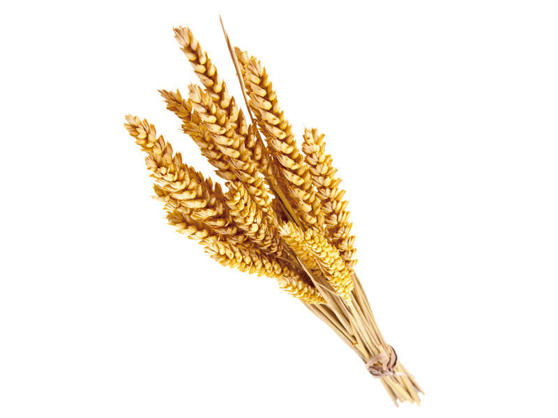 Germe de blé