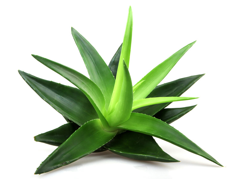 Aloe vera