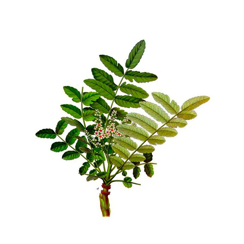 Boswellia 
