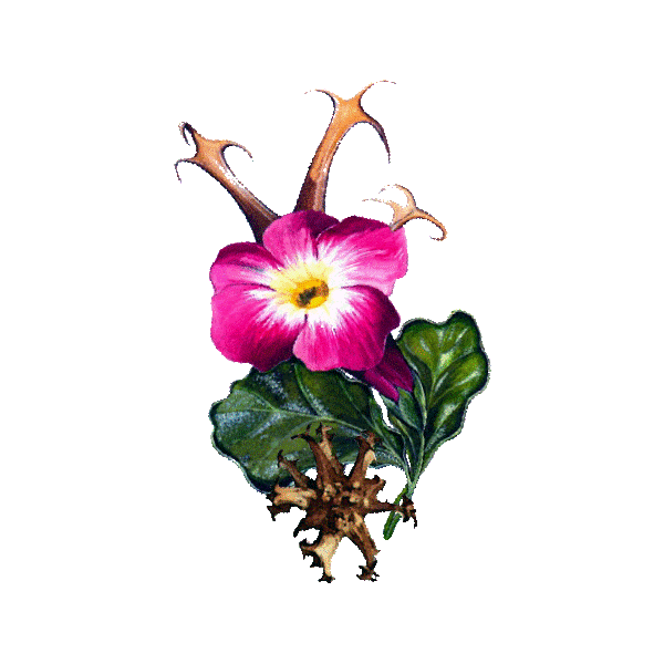 Harpagophytum (griffe du diable)