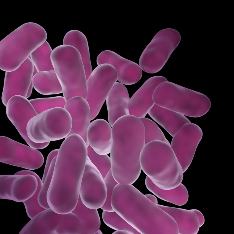 Lactobacillus crispatus 