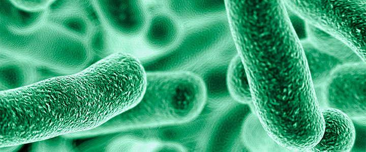 Lactobacillus Brevis