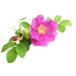Damascus Rose