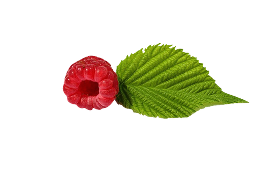 Raspberry leaf