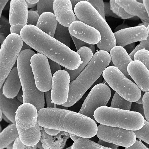 Lactobacillus rhamnosus