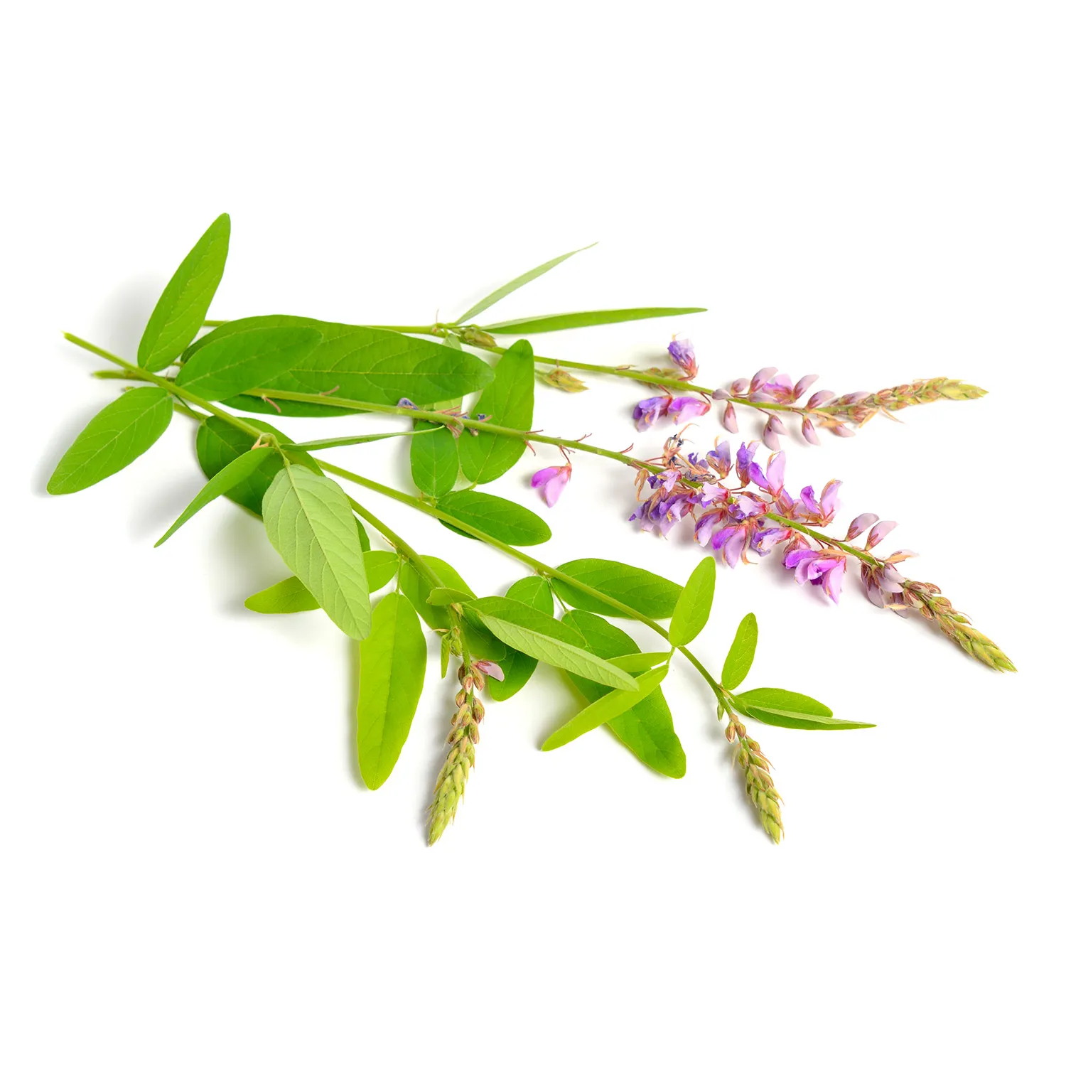 Desmodium