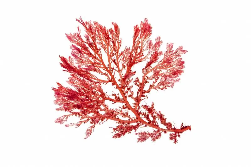Lithothamne