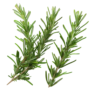 Rosemary