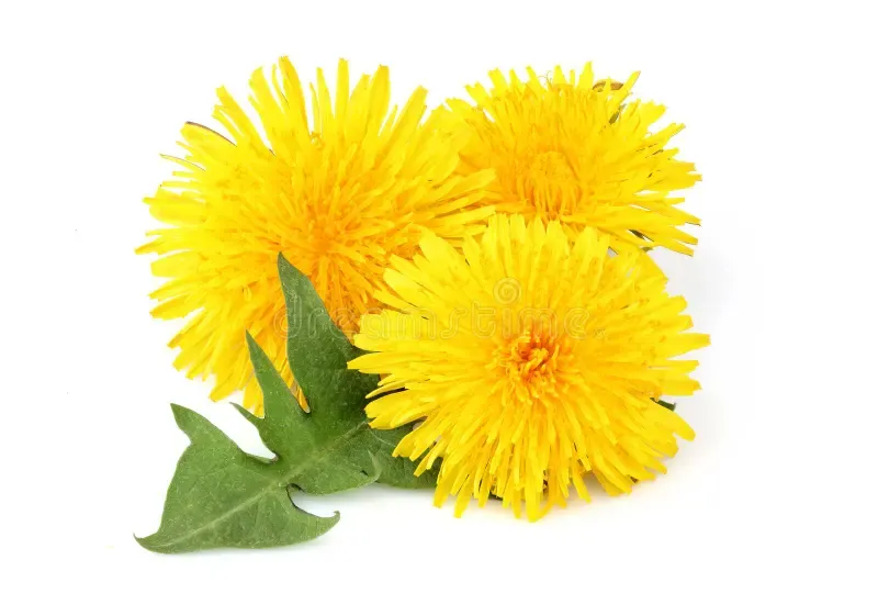 Paardebloem