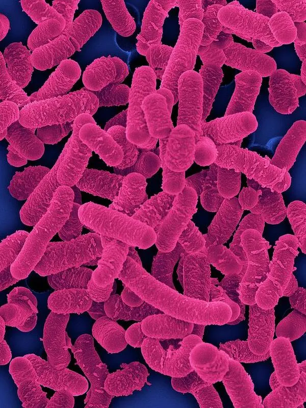 Lactobacillus salivarius