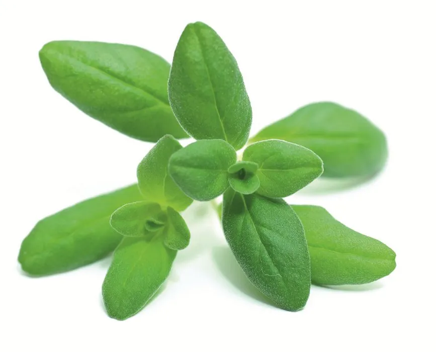 Oregano