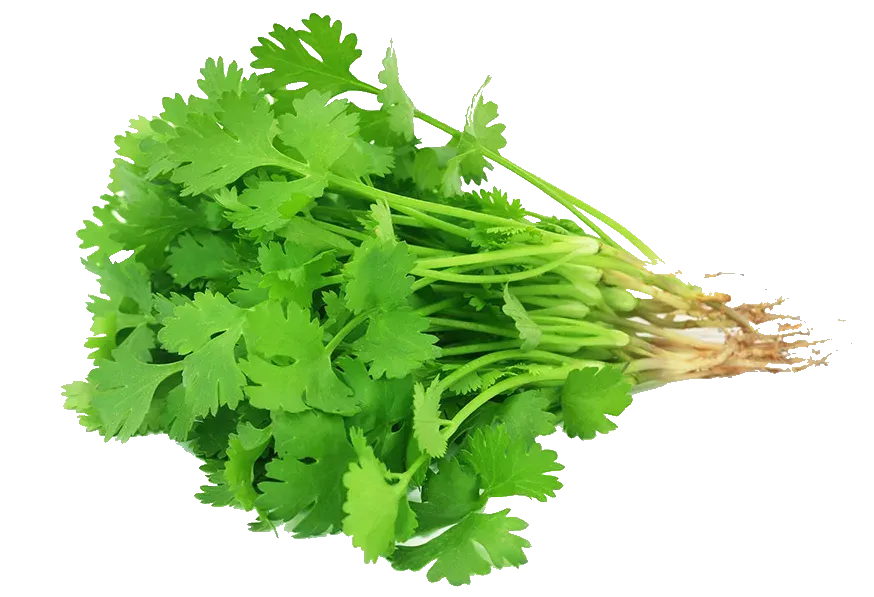 Koriander