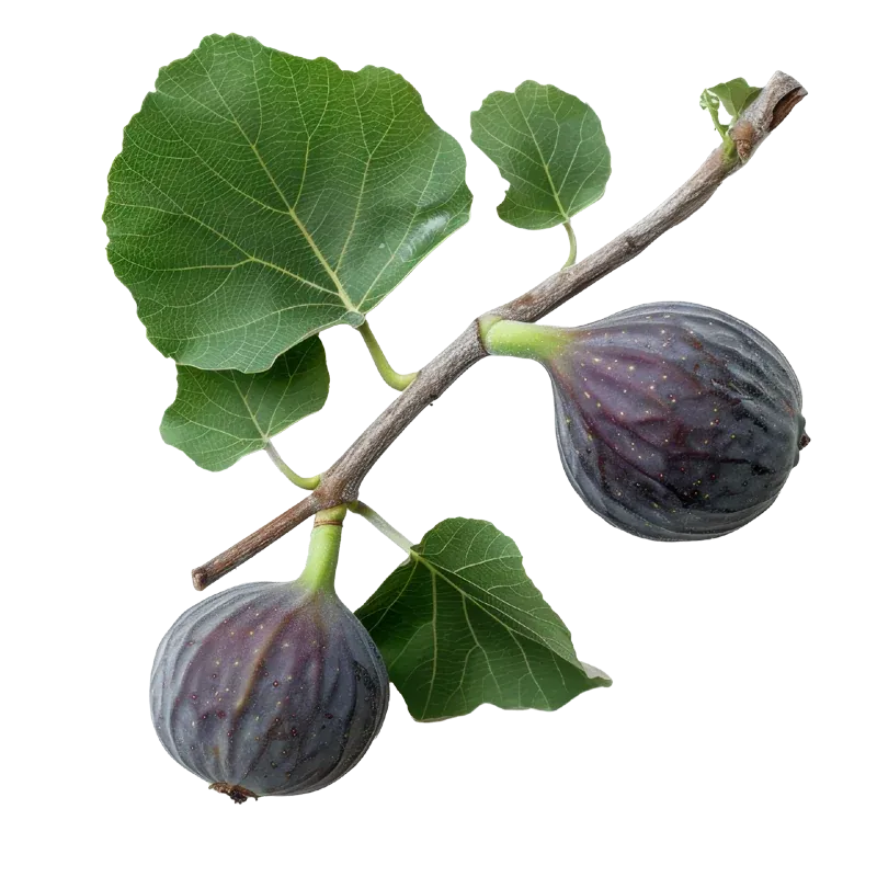 Fig tree