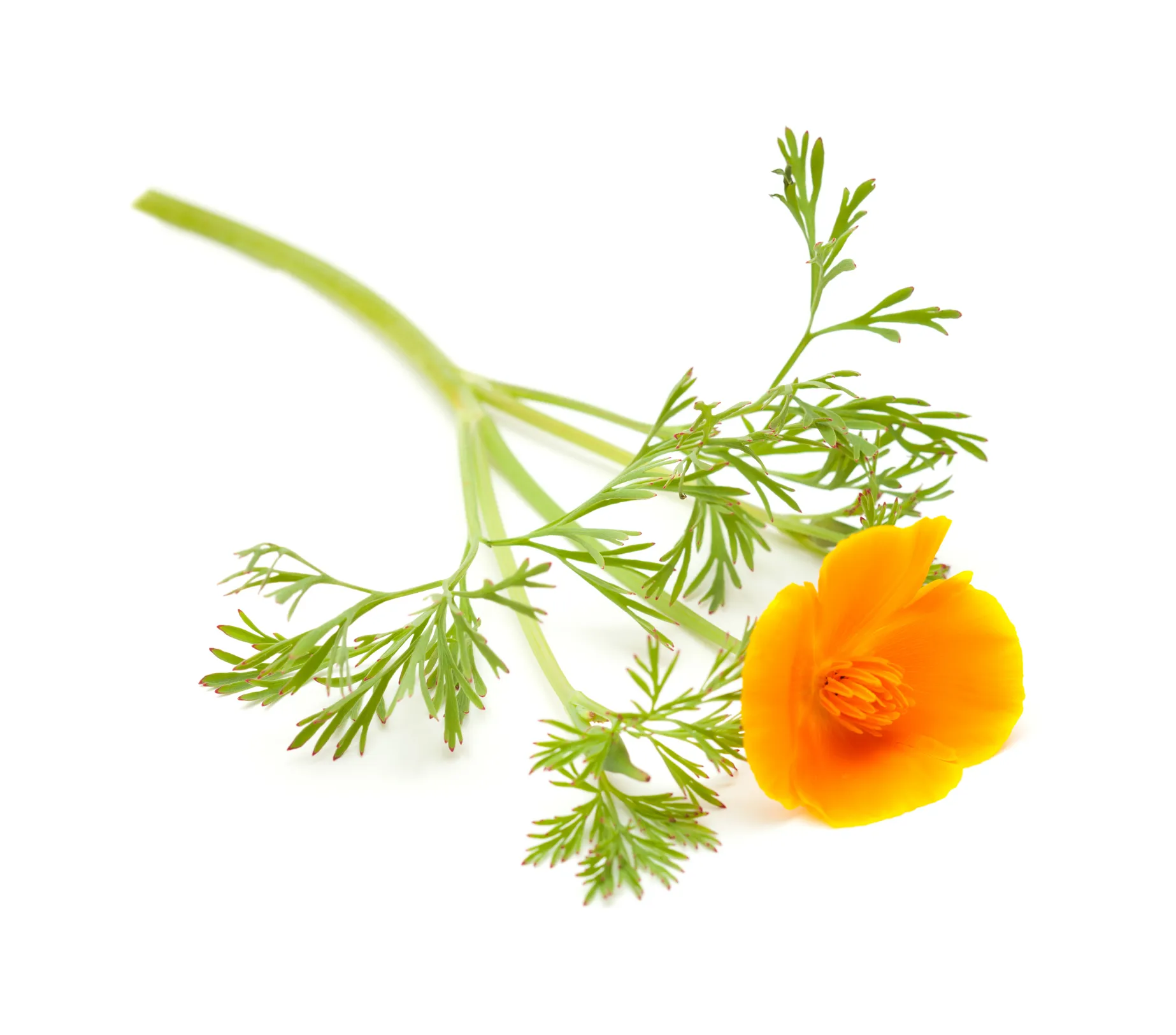 Eschscholtzia